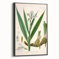 Botanical Art Prints - Vintage Alpinia Officinarum Illustration Art