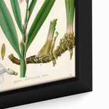 Botanical Art Prints - Vintage Alpinia Officinarum Illustration Art