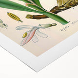 Botanical Art Prints - Vintage Alpinia Officinarum Illustration Art