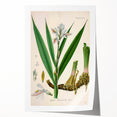 Botanical Art Prints - Vintage Alpinia Officinarum Illustration Art