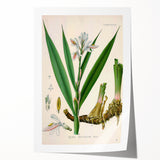 Botanical Art Prints - Vintage Alpinia Officinarum Illustration Art