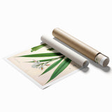 Botanical Art Prints - Vintage Alpinia Officinarum Illustration Art