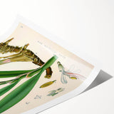 Botanical Art Prints - Vintage Alpinia Officinarum Illustration Art