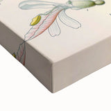 Botanical Art Prints - Vintage Alpinia Officinarum Illustration Art