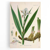 Botanical Art Prints - Vintage Alpinia Officinarum Illustration Art