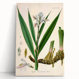 Botanical Art Prints - Vintage Alpinia Officinarum Illustration Art