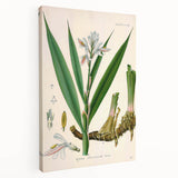 Botanical Art Prints - Vintage Alpinia Officinarum Illustration Art