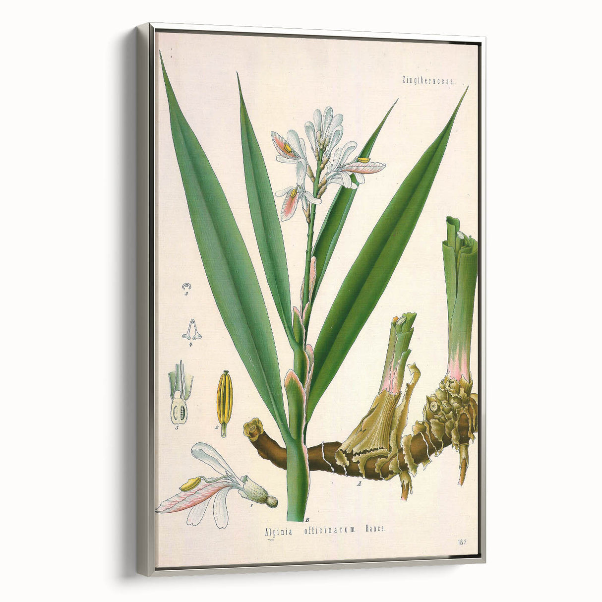 Botanical Art Prints - Vintage Alpinia Officinarum Illustration Art