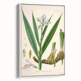 Botanical Art Prints - Vintage Alpinia Officinarum Illustration Art