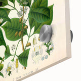 Botanical Art Prints: Elegant Floral & Leafy Plant Illustrations