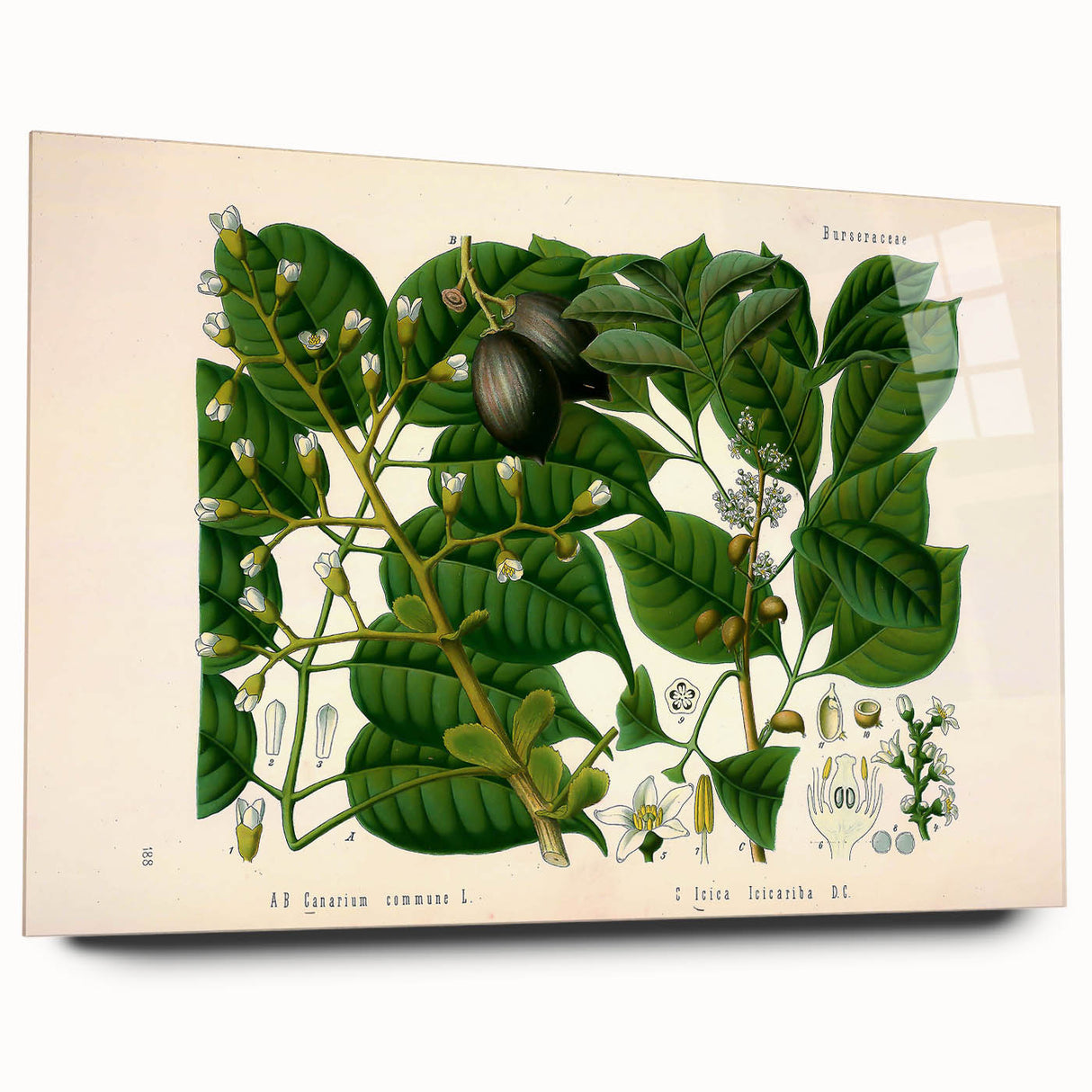 Botanical Art Prints: Elegant Floral & Leafy Plant Illustrations