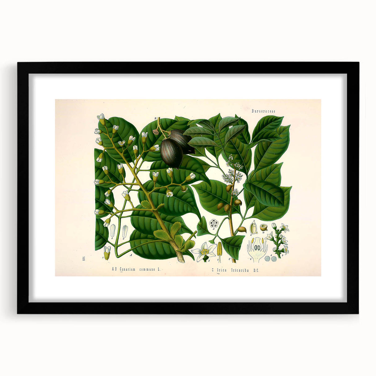 Botanical Art Prints: Elegant Floral & Leafy Plant Illustrations