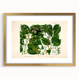 Botanical Art Prints: Elegant Floral & Leafy Plant Illustrations