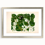 Botanical Art Prints: Elegant Floral & Leafy Plant Illustrations