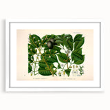 Botanical Art Prints: Elegant Floral & Leafy Plant Illustrations