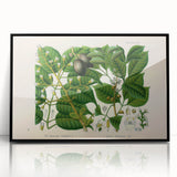 Botanical Art Prints: Elegant Floral & Leafy Plant Illustrations