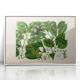 Botanical Art Prints: Elegant Floral & Leafy Plant Illustrations