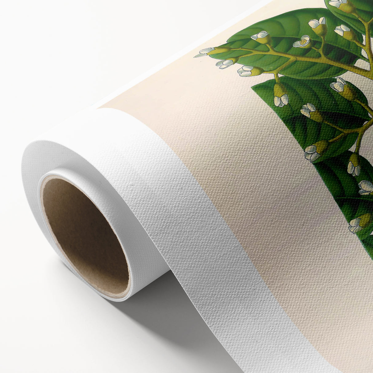 Botanical Art Prints: Elegant Floral & Leafy Plant Illustrations