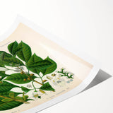 Botanical Art Prints: Elegant Floral & Leafy Plant Illustrations