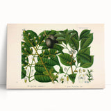 Botanical Art Prints: Elegant Floral & Leafy Plant Illustrations