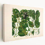 Botanical Art Prints: Elegant Floral & Leafy Plant Illustrations
