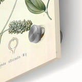 Vintage Botanical Art Print - Cubeba Officinalis Cubeb Pepper Illustration