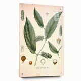 Vintage Botanical Art Print - Cubeba Officinalis Cubeb Pepper Illustration