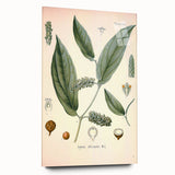 Vintage Botanical Art Print - Cubeba Officinalis Cubeb Pepper Illustration