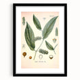 Vintage Botanical Art Print - Cubeba Officinalis Cubeb Pepper Illustration
