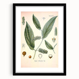 Vintage Botanical Art Print - Cubeba Officinalis Cubeb Pepper Illustration