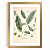 Vintage Botanical Art Print - Cubeba Officinalis Cubeb Pepper Illustration