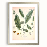 Vintage Botanical Art Print - Cubeba Officinalis Cubeb Pepper Illustration