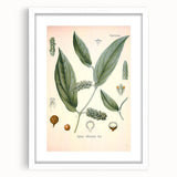 Vintage Botanical Art Print - Cubeba Officinalis Cubeb Pepper Illustration
