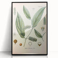 Vintage Botanical Art Print - Cubeba Officinalis Cubeb Pepper Illustration