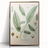 Vintage Botanical Art Print - Cubeba Officinalis Cubeb Pepper Illustration