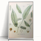 Vintage Botanical Art Print - Cubeba Officinalis Cubeb Pepper Illustration