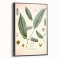 Vintage Botanical Art Print - Cubeba Officinalis Cubeb Pepper Illustration