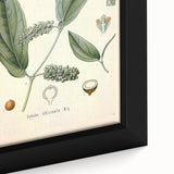 Vintage Botanical Art Print - Cubeba Officinalis Cubeb Pepper Illustration