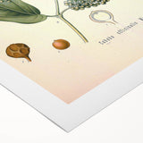 Vintage Botanical Art Print - Cubeba Officinalis Cubeb Pepper Illustration