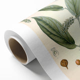 Vintage Botanical Art Print - Cubeba Officinalis Cubeb Pepper Illustration