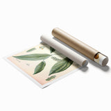 Vintage Botanical Art Print - Cubeba Officinalis Cubeb Pepper Illustration