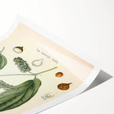 Vintage Botanical Art Print - Cubeba Officinalis Cubeb Pepper Illustration