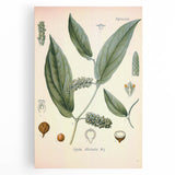 Vintage Botanical Art Print - Cubeba Officinalis Cubeb Pepper Illustration