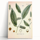 Vintage Botanical Art Print - Cubeba Officinalis Cubeb Pepper Illustration