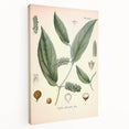 Vintage Botanical Art Print - Cubeba Officinalis Cubeb Pepper Illustration