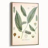 Vintage Botanical Art Print - Cubeba Officinalis Cubeb Pepper Illustration