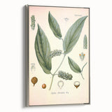 Vintage Botanical Art Print - Cubeba Officinalis Cubeb Pepper Illustration