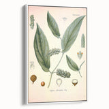 Vintage Botanical Art Print - Cubeba Officinalis Cubeb Pepper Illustration