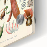 Vintage Botanical Illustration Art | Nature-Inspired Wall Art