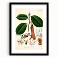 Vintage Botanical Illustration Art | Nature-Inspired Wall Art